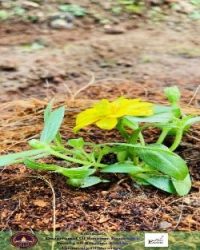Memorial Tree Planting (1)